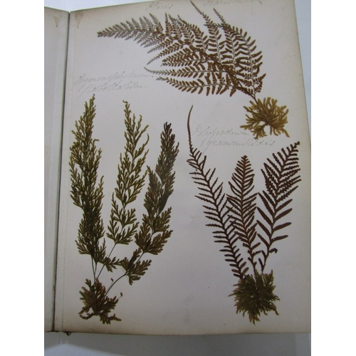 500 - ANTIQUARIAN BOOK, 'New Zealand Ferns', a 19th century hand produced volume containing pages of hand ... 