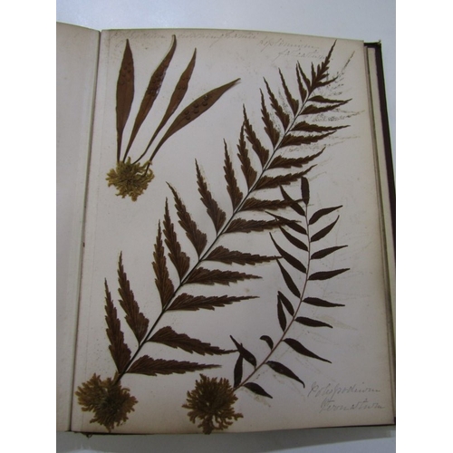 500 - ANTIQUARIAN BOOK, 'New Zealand Ferns', a 19th century hand produced volume containing pages of hand ... 