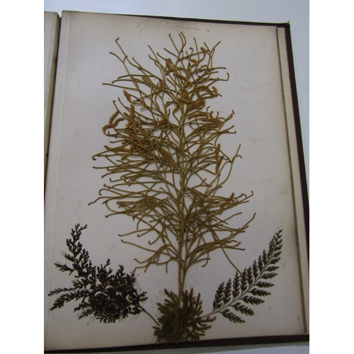 500 - ANTIQUARIAN BOOK, 'New Zealand Ferns', a 19th century hand produced volume containing pages of hand ... 
