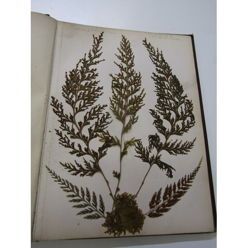 500 - ANTIQUARIAN BOOK, 'New Zealand Ferns', a 19th century hand produced volume containing pages of hand ... 