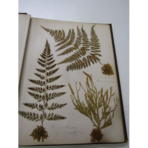 500 - ANTIQUARIAN BOOK, 'New Zealand Ferns', a 19th century hand produced volume containing pages of hand ... 