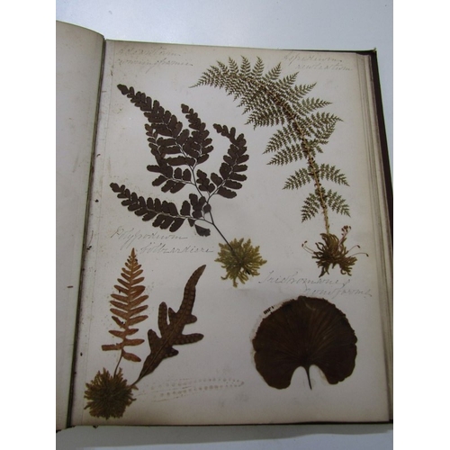 500 - ANTIQUARIAN BOOK, 'New Zealand Ferns', a 19th century hand produced volume containing pages of hand ... 