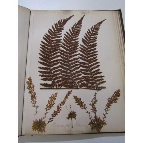 500 - ANTIQUARIAN BOOK, 'New Zealand Ferns', a 19th century hand produced volume containing pages of hand ... 