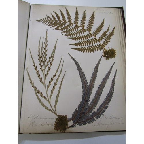 500 - ANTIQUARIAN BOOK, 'New Zealand Ferns', a 19th century hand produced volume containing pages of hand ... 