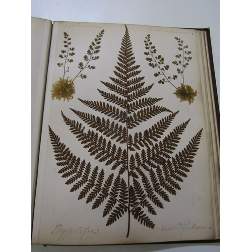 500 - ANTIQUARIAN BOOK, 'New Zealand Ferns', a 19th century hand produced volume containing pages of hand ... 