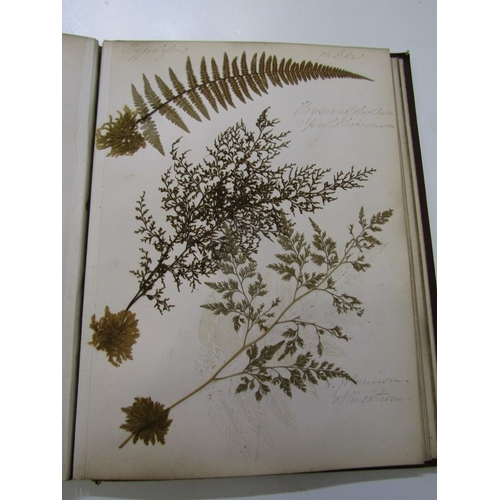 500 - ANTIQUARIAN BOOK, 'New Zealand Ferns', a 19th century hand produced volume containing pages of hand ... 