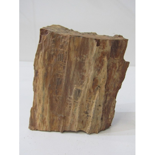 49 - FOSSILS, a piece of fossilised wood together with other fossils and stones