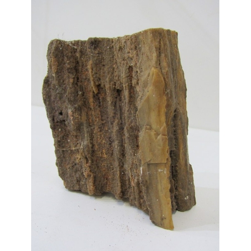 49 - FOSSILS, a piece of fossilised wood together with other fossils and stones