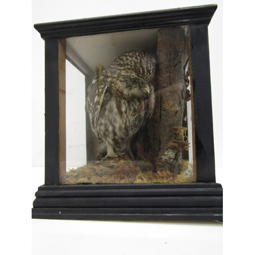 421 - WITHDRAWN - TAXIDERMY, specimen of an owl in naturalistic setting, housed within a blackened wood gl... 
