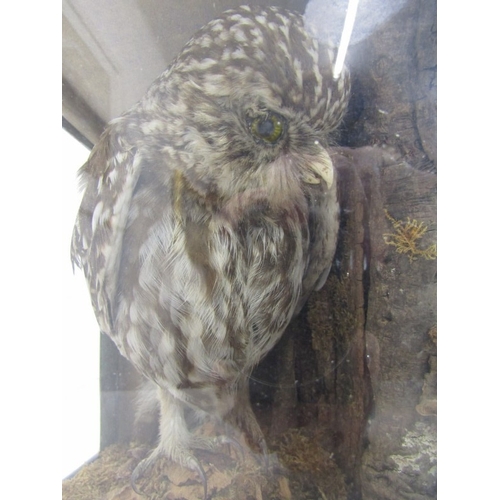 421 - WITHDRAWN - TAXIDERMY, specimen of an owl in naturalistic setting, housed within a blackened wood gl... 