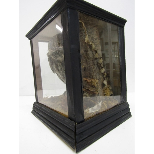421 - WITHDRAWN - TAXIDERMY, specimen of an owl in naturalistic setting, housed within a blackened wood gl... 