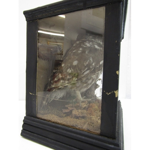 421 - WITHDRAWN - TAXIDERMY, specimen of an owl in naturalistic setting, housed within a blackened wood gl... 