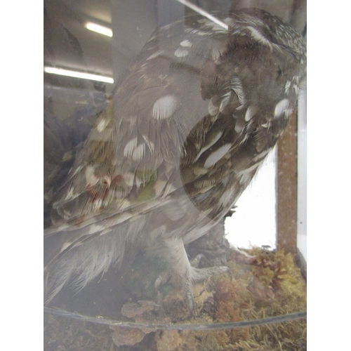 421 - WITHDRAWN - TAXIDERMY, specimen of an owl in naturalistic setting, housed within a blackened wood gl... 