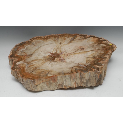 1936 - Dendrology - a large transverse section of fossilized wood, 55cm x 51cm