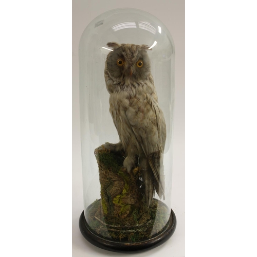 3420 - Taxidermy - a Victorian long-eared owl, naturalistically mounted perched on a branch, on a mossy gro... 