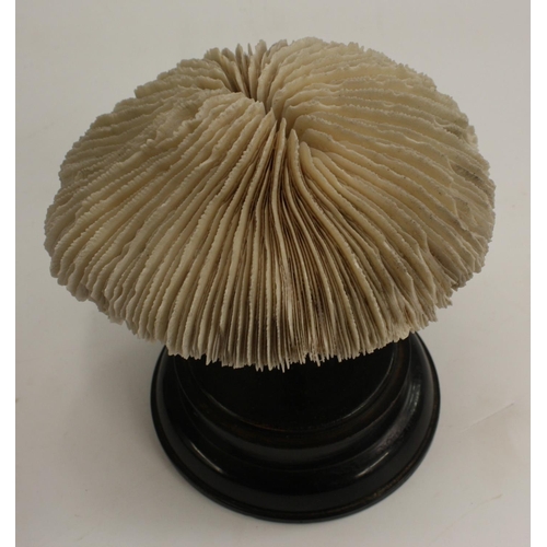 3512 - Natural History - a coral specimen, 17cm diam, mounted for display, 43cm diam