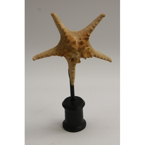 3514 - Natural History - a star fish specimen, mounted for display, 35cm high overall; another (2)