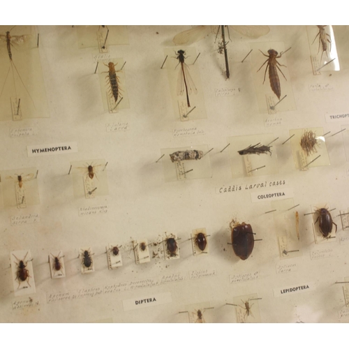 3522 - Natural History - Entomology - a museum display case of mounted insect specimens, prepared by Flatte... 