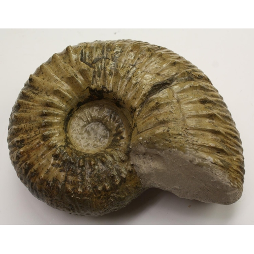 3527 - Natural History - Paleontology - a large gryphea (devil's toenail) fossil, 24cm wide; others, smalle... 