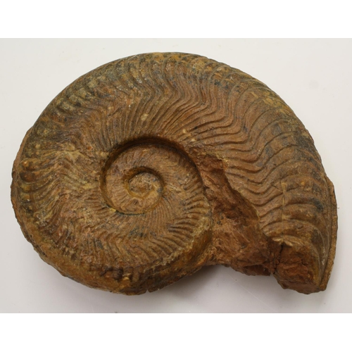 3527 - Natural History - Paleontology - a large gryphea (devil's toenail) fossil, 24cm wide; others, smalle... 