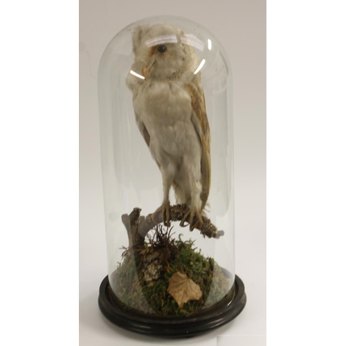 3531 - Taxidermy - a Victorian barn owl, naturalistically mounted perched on a branch on a mossy ground, gl... 