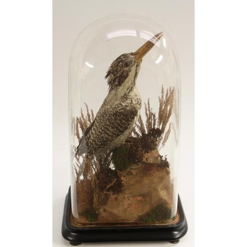 3533 - Taxidermy - a Victorian pied kingfisher (ceryle rudis), naturalistically mounted, glass dome, ebonis... 