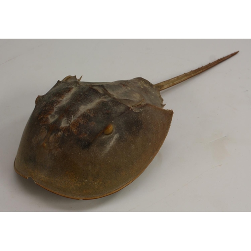 3643 - Natural History - Taxidermy, an Atlantic horseshoe crab (Limulus polyphemus), 33cm long; a juvenile ... 