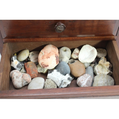 3519 - Natural History - Conchology - an early 20th century mahogany table top chest of three drawers, encl... 