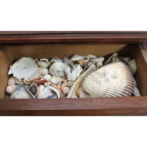 3519 - Natural History - Conchology - an early 20th century mahogany table top chest of three drawers, encl... 