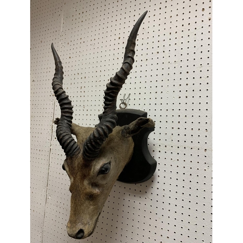 3535 - Taxidermy - an early 20th century Kudu, ebonised trophy mount