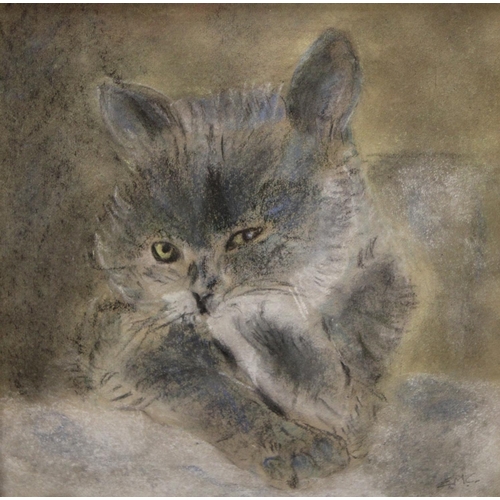 281 - English School (20th century) Study of a Cat signed with initials E.M.C, pastel, 27cm x 27.5cm