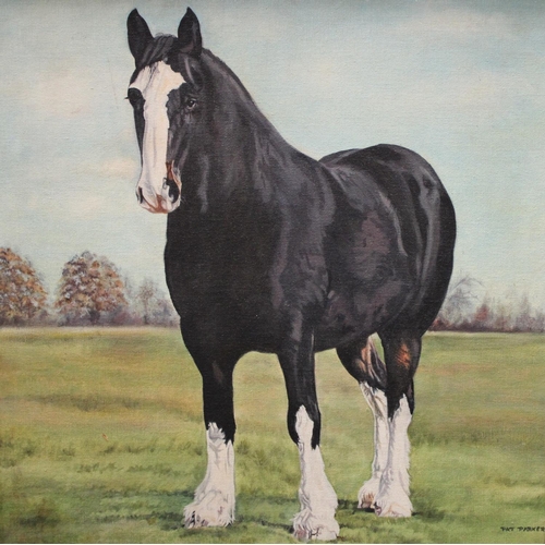 305 - Patricia Parker Portrait of a Horse signed, oil on canvas, 44.5cm x 44cm