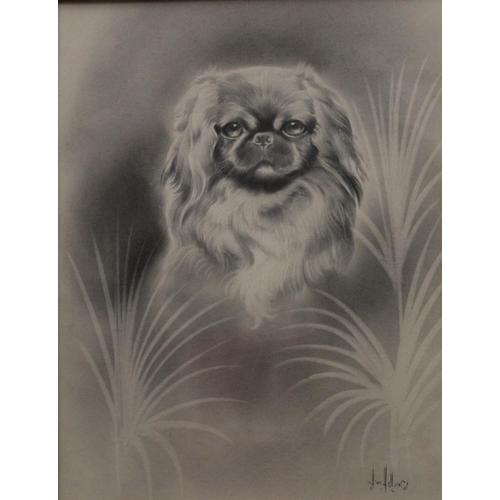 44 - J W Hellins Portrait of a Pekingese Dog signed, pencil drawing, 24.5cm x 19cm