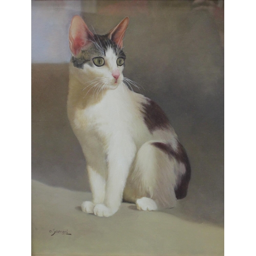 78 - A Saccani Portrait of a Cat signed, oil on canvas, 47cm x 37.5cm