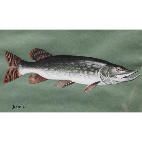 316 - Ken Jaxon (20th century) A set of four, Studies of Fish, Trout, Rainbow Trout, Barbel and Pike signe... 