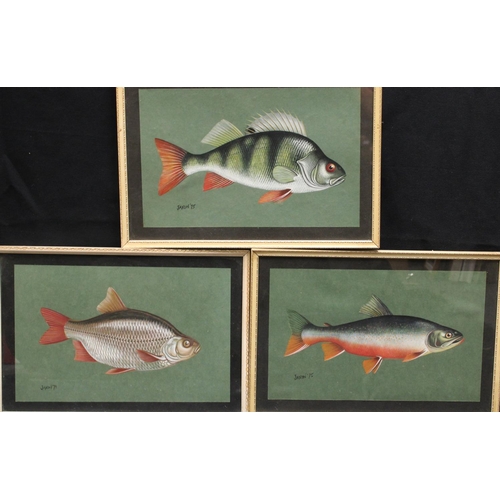 317 - Ken Jaxon (20th century) A set of three Studies of Fish, Char, Rudd and Perch signed, dated 75, wate... 