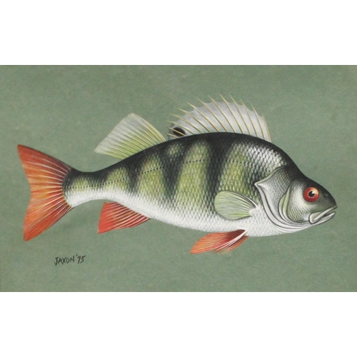 317 - Ken Jaxon (20th century) A set of three Studies of Fish, Char, Rudd and Perch signed, dated 75, wate... 