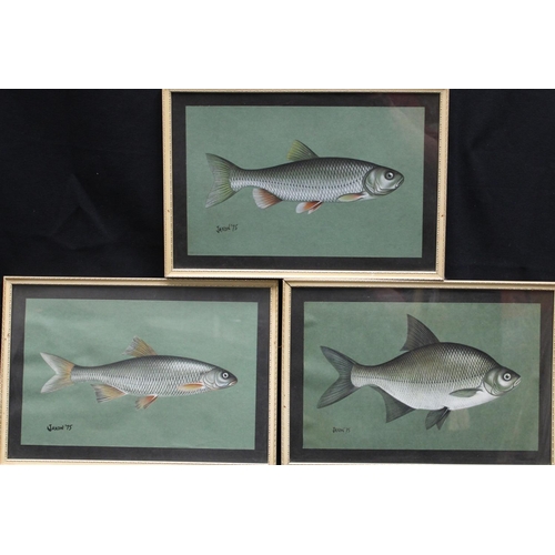 318 - Ken Jaxon (20th century) A set of three Studies of Fish, Dace, Bream and Chub signed, dated 75, wate... 