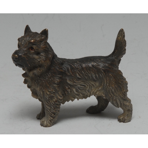 200A - An Austrian cold-painted bronze, of a terrier dog, 5.5cm high, early 20th century