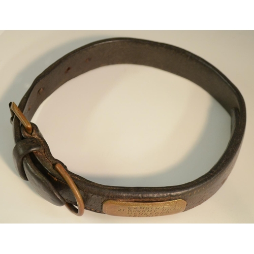 3180 - An early 20th century brass mounted leather dog collar, the owner's cartouche inscribed Lambert, 21 ... 