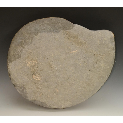 3392 - Natural History - Geology, Paleontology - a substantial rare fossilized ammonite (Paracoronicera cha... 