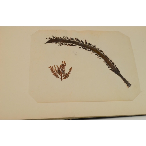 4148 - Natural History, Botany - a Victorian herbarium, collected, preserved and compiled by E.H. McGary, c... 