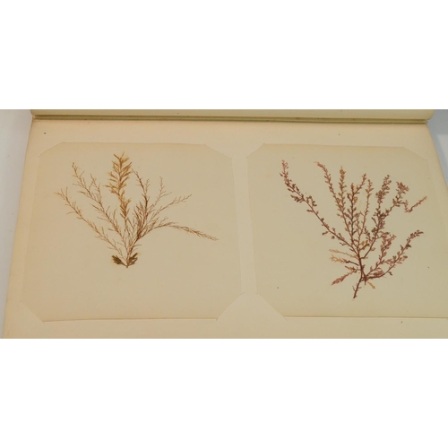 4148 - Natural History, Botany - a Victorian herbarium, collected, preserved and compiled by E.H. McGary, c... 