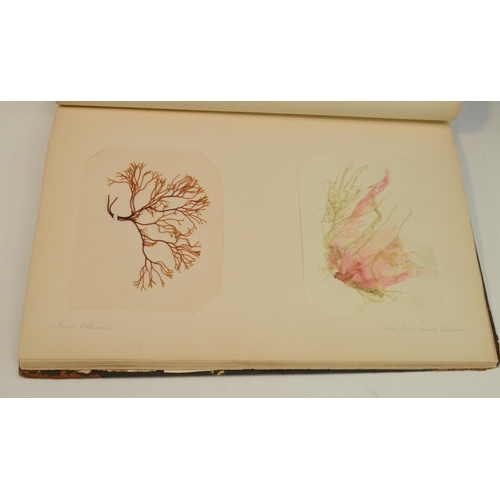 4148 - Natural History, Botany - a Victorian herbarium, collected, preserved and compiled by E.H. McGary, c... 