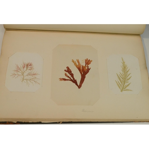 4148 - Natural History, Botany - a Victorian herbarium, collected, preserved and compiled by E.H. McGary, c... 