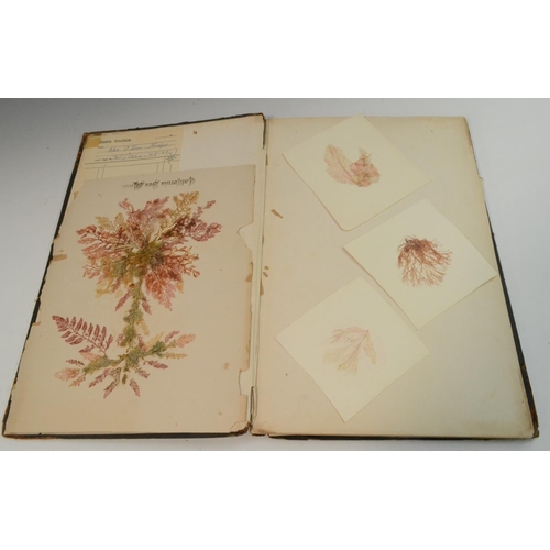 4148 - Natural History, Botany - a Victorian herbarium, collected, preserved and compiled by E.H. McGary, c... 