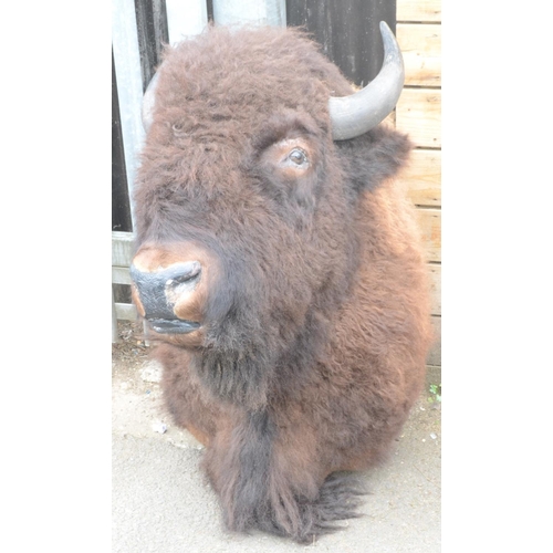 3402 - Taxidermy - a substantial North American bison head, 121cm high, 60cm wide horn-to-horn