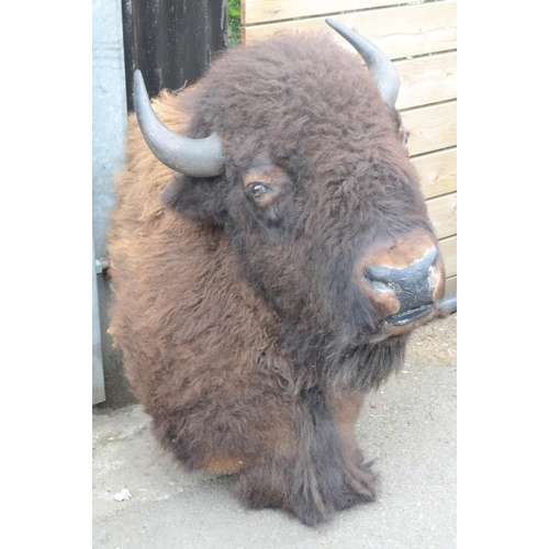 3402 - Taxidermy - a substantial North American bison head, 121cm high, 60cm wide horn-to-horn