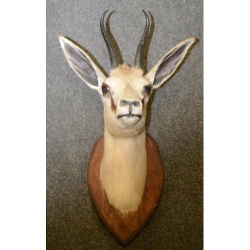 3404 - Taxidermy - an African antelope buck, two black horns, naturalistically preserved, oak shield-shaped... 