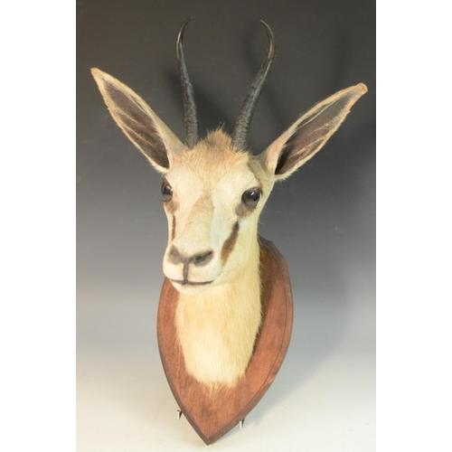 3404 - Taxidermy - an African antelope buck, two black horns, naturalistically preserved, oak shield-shaped... 